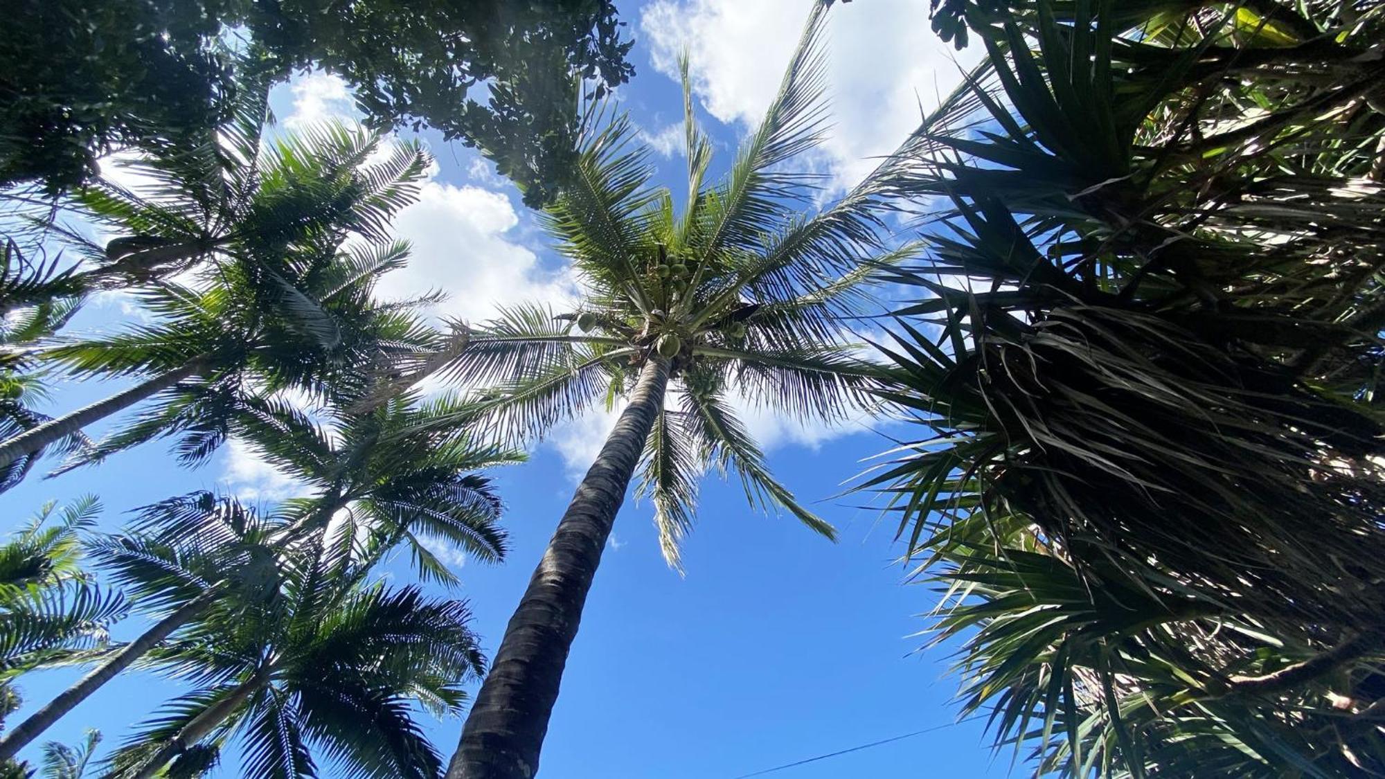 Coliver - Coliving A La Reunion Сен-П'єр Екстер'єр фото